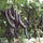 🍆 Brinjal (Black) F1 Hybrid Seeds – Pack of 50 - Vegetable Seeds