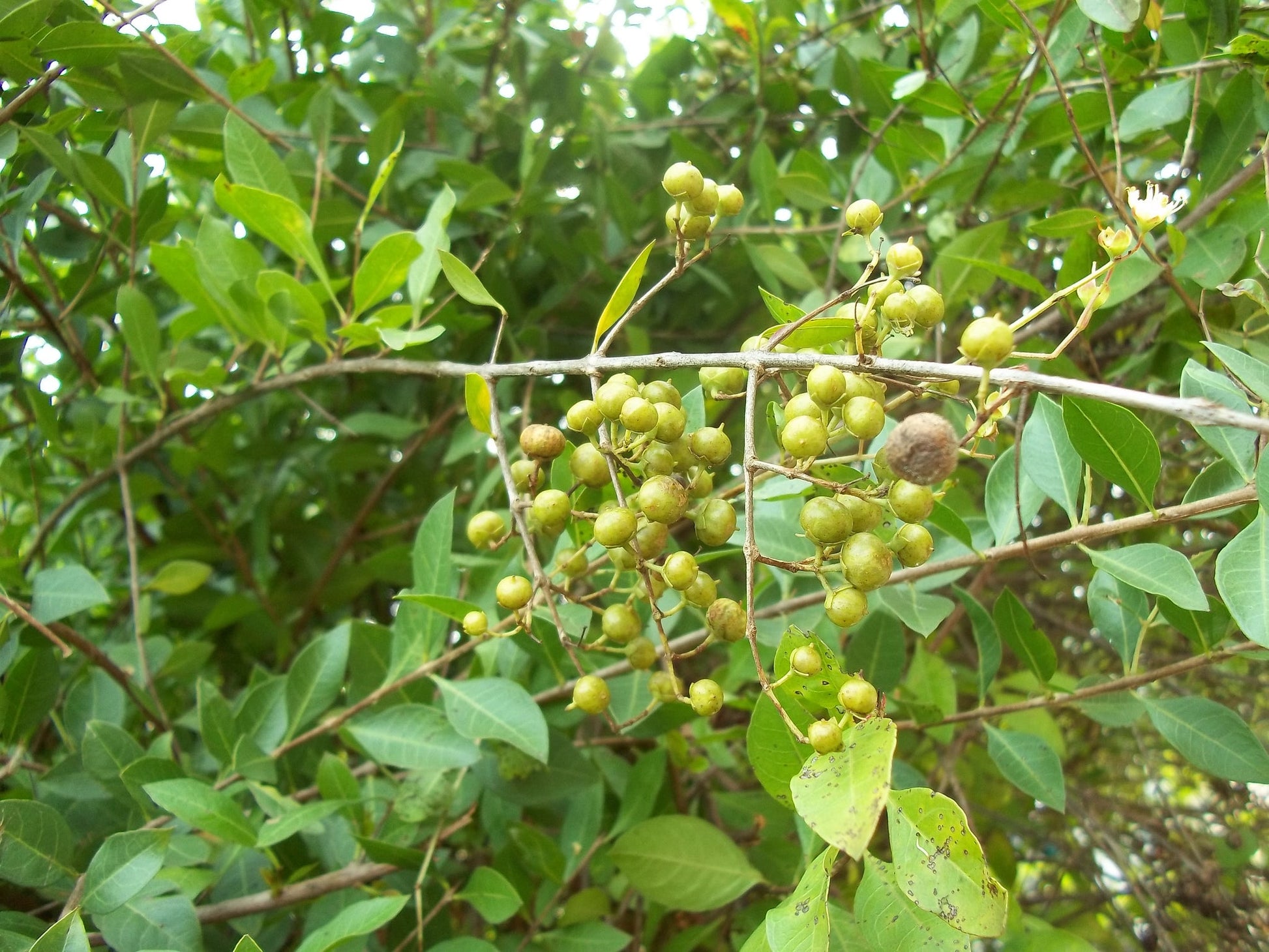 Authentic Mailanji Lawsonia Inermis Medicinal Plant: Healthy Live Henna Plant