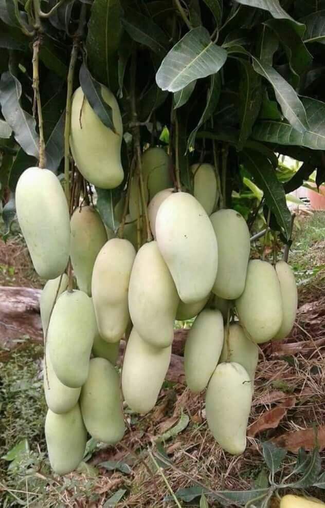 Exotic Mango Plant Varieties for Your Garden (Nam Dok Mai ) ) Live Mango 1 Plant (Mangifera indica) – Grafted Variety  -Fruit Plants