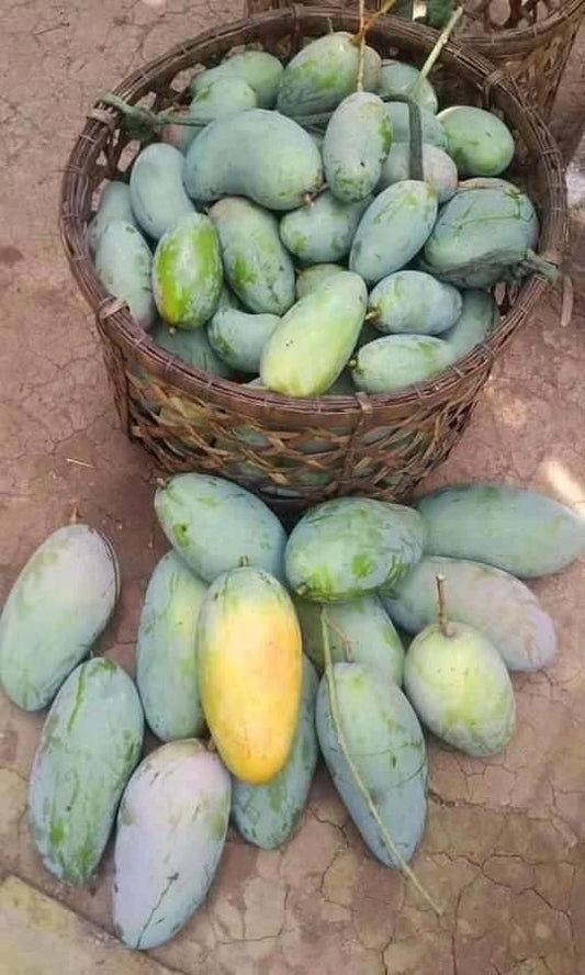 Mango Plant (Raspuri) ) Live Mango 1 Plant (Mangifera indica) – Grafted Variety  -Fruit Plants