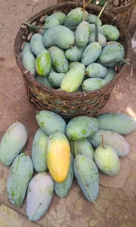 Mango Plant (Raspuri) ) Live Mango 1 Plant (Mangifera indica) – Grafted Variety  -Fruit Plants