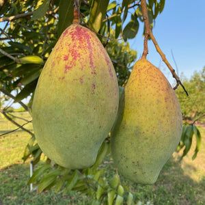 Mango Plant (Totapuri) ) Live Mango 1 Plant (Mangifera indica) – Grafted Variety  -Fruit Plants