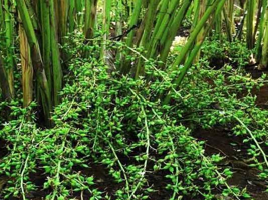 Kerala Elaichi plant/Cardamom Plant pack of 1 -Spice Plants