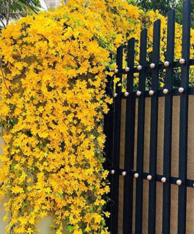 Cat's Claw Creeper Plant | Fast-Growing Yellow Flowering Climber for Outdoor Walls & Fences | Macfadyena unguis-cati - Best Selling