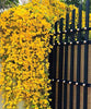Cat's Claw Creeper Plant | Fast-Growing Yellow Flowering Climber for Outdoor Walls & Fences | Macfadyena unguis-cati - Best Selling