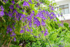 Golden Duranta (Golden Dewdrops) Live Plant | Attractive Hedge Plant for Home & Garden | Healthy Live Plant - Best Selling