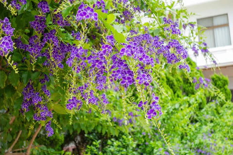 Golden Duranta (Golden Dewdrops) Live Plant | Attractive Hedge Plant for Home & Garden | Healthy Live Plant - Best Selling