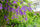 Golden Duranta (Golden Dewdrops) Live Plant | Attractive Hedge Plant for Home & Garden | Healthy Live Plant - Best Selling