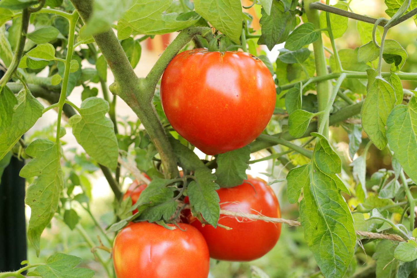 🍅 Celebrity Hybrid Tomato Seeds – 100 Seeds, All-Purpose & Disease-Resistant Variety  - Vegetable Seeds