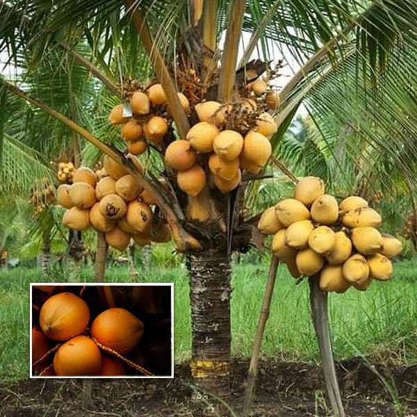 Hybrid Dwarf Coconut - Chowghat Orange Dwarf (Keraleyan) Plant