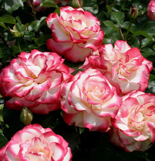 Exotic Hybrid Climbing Rose Flower Seeds – Pack of 20  -Cherry Parfait - Rose Seeds