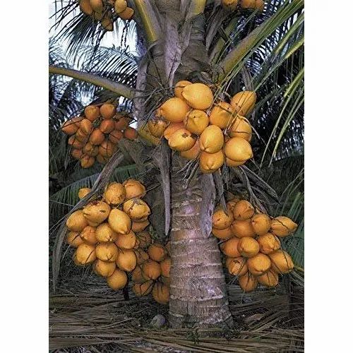 Hybrid Dwarf Coconut - Chowghat Orange Dwarf (Keraleyan) Plant