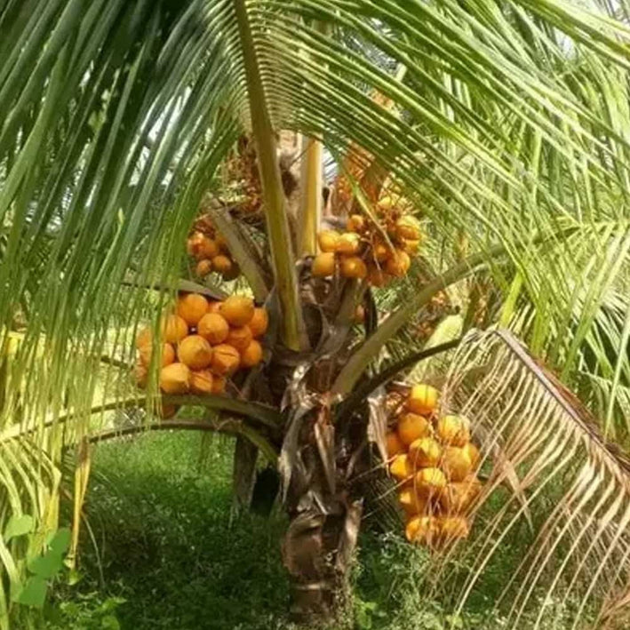 Hybrid Dwarf Coconut - Chowghat Orange Dwarf (Keraleyan) Plant