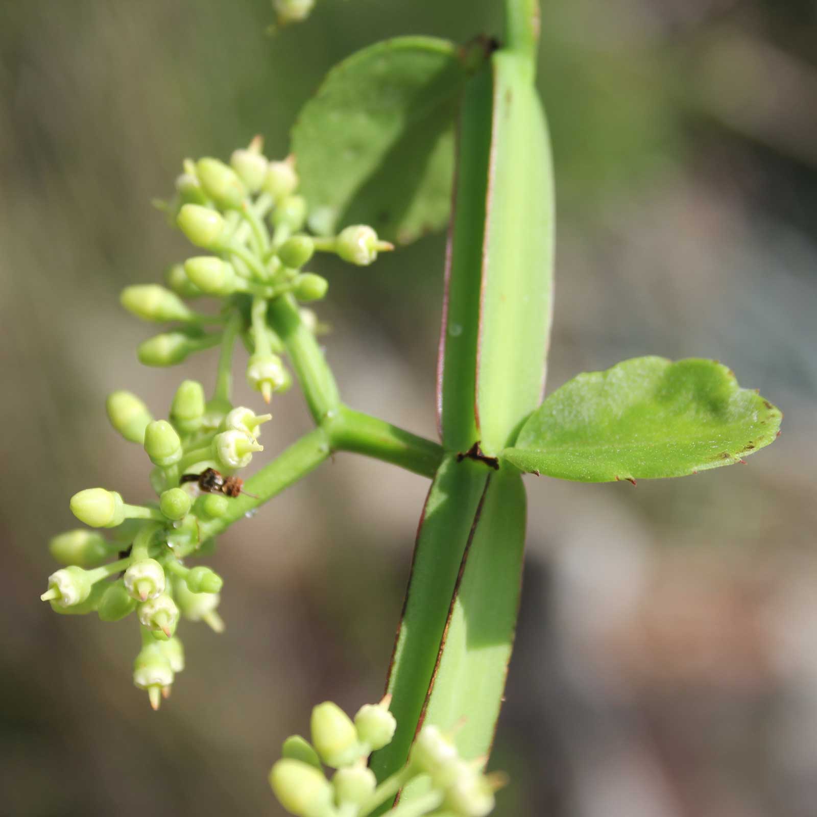 Healthy Live Asthi Samhara Cissus Quadrangularis Medicinal Plant - Bone Health