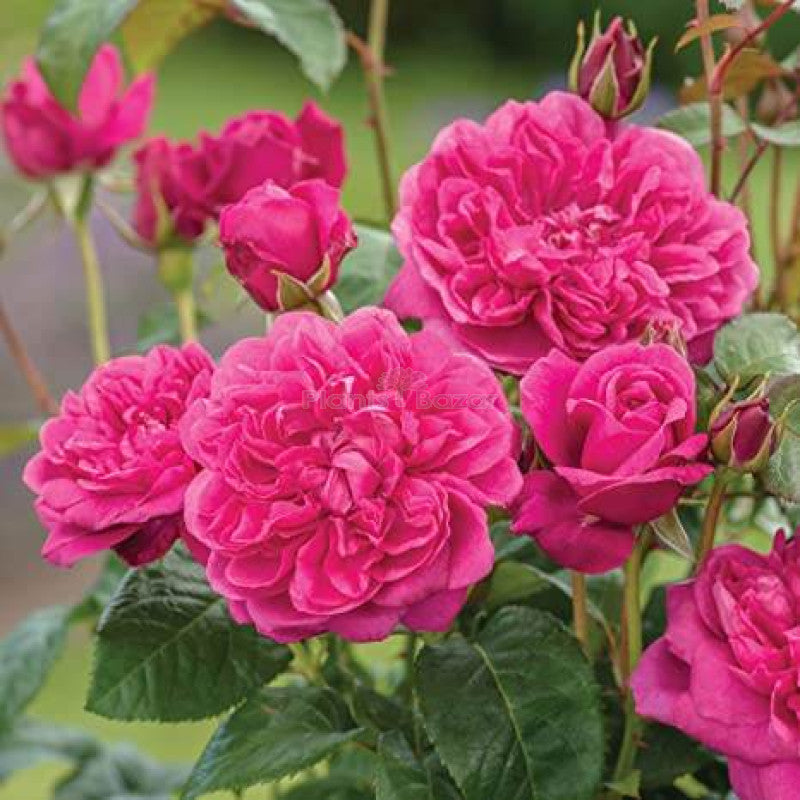Exotic Hybrid Climbing Rose Flower Seeds – Pack of 20  - Madame Driout - Rose Seeds