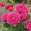 Exotic Hybrid Climbing Rose Flower Seeds – Pack of 20  - Madame Driout - Rose Seeds
