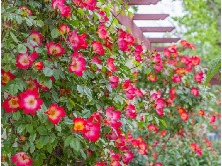 Exotic Hybrid Climbing Rose Flower Seeds – Pack of 20  -Cocktail - Rose Seeds