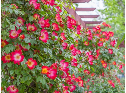 Exotic Hybrid Climbing Rose Flower Seeds – Pack of 20  -Cocktail - Rose Seeds
