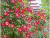 Exotic Hybrid Climbing Rose Flower Seeds – Pack of 20  -Cocktail - Rose Seeds