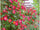 Exotic Hybrid Climbing Rose Flower Seeds – Pack of 20  -Cocktail - Rose Seeds