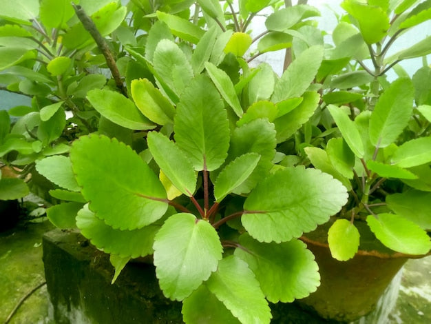 Ila Mulachi Bryophyllum Pinnatum Live Medicinal Plant - Healthy Herbal Healer