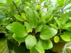 Ila Mulachi Bryophyllum Pinnatum Live Medicinal Plant - Healthy Herbal Healer