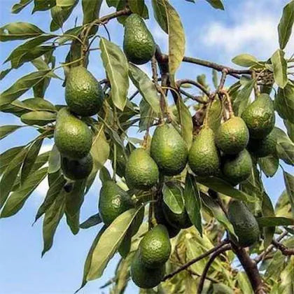 Choquette Avocado Seeds – Pack of 2 - Fruit Seeds