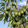 Choquette Avocado Seeds – Pack of 2 - Fruit Seeds
