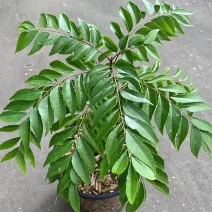 Curry Leaves plant Murraya koenigii-  Medicinal Plant Live Plants