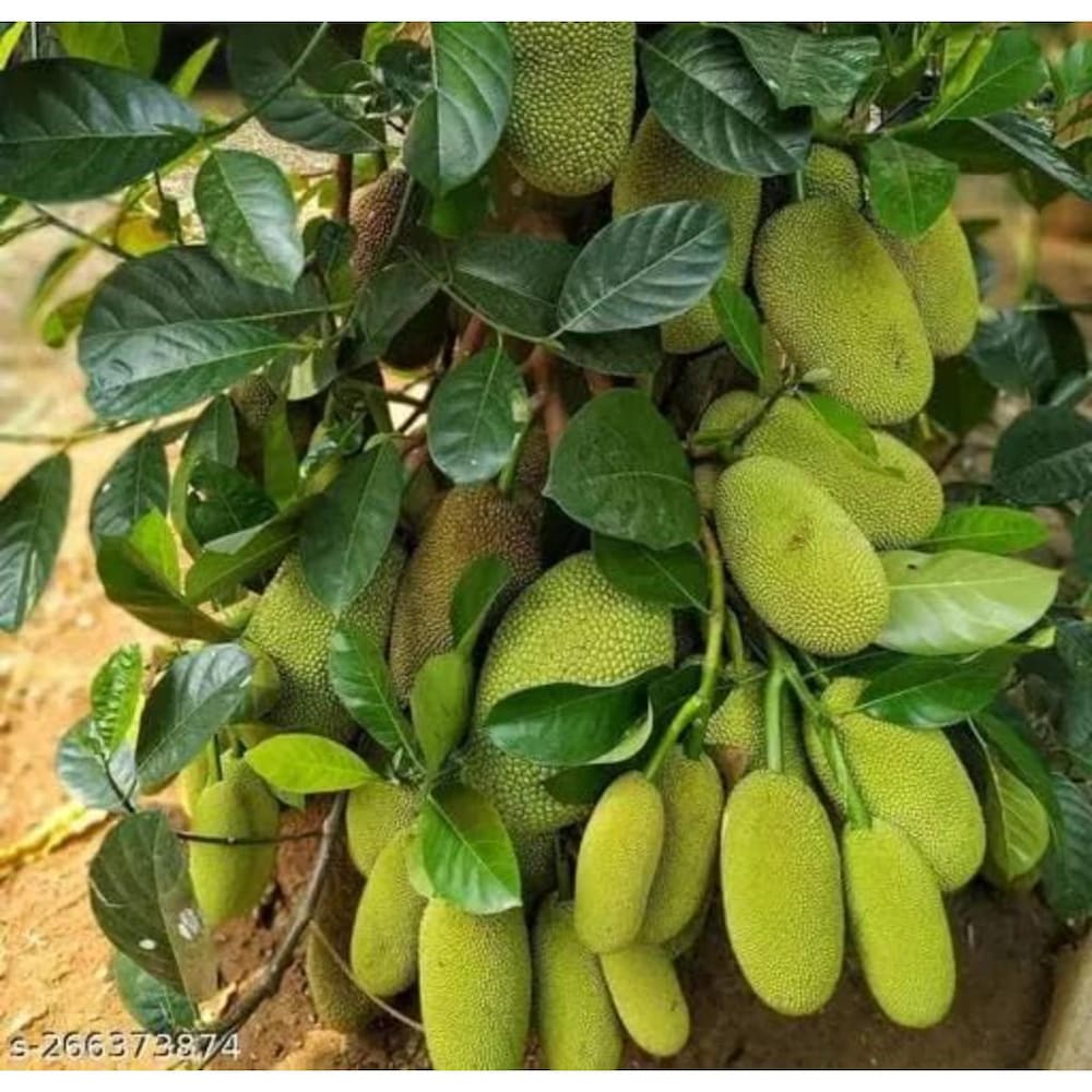 Thai AllTime Grafted Jackfruit Plant – Grafted & Ready to Grow  -Fruit Plants