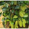 Thai AllTime Grafted Jackfruit Plant – Grafted & Ready to Grow  -Fruit Plants