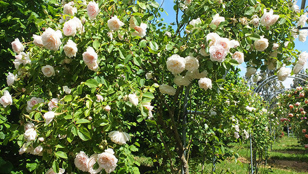 "Exotic Hybrid Climbing Rose Flower Seeds 20   - Coconut Ice - Rose Seeds