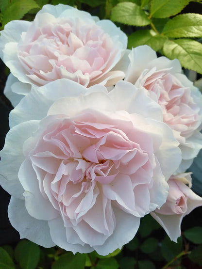 "Exotic Hybrid Climbing Rose Flower Seeds 20   - Coconut Ice - Rose Seeds