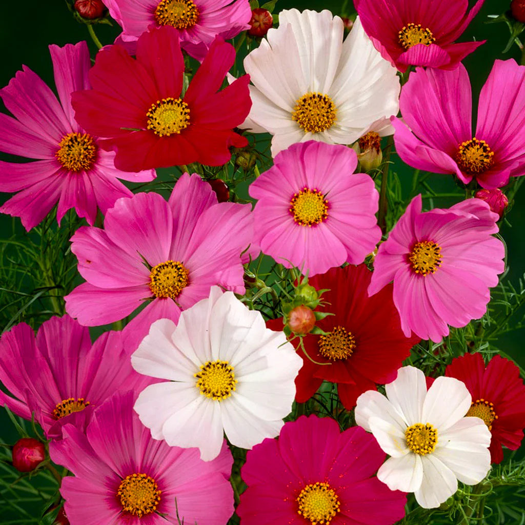 Cosmos Flower Seeds Mix – Vibrant Multi-Color Blooms - Flower Seeds