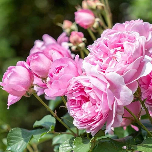 Exotic Hybrid Climbing Rose Flower Seeds – Pack of 20  - Kanyakumari - Rose Seeds