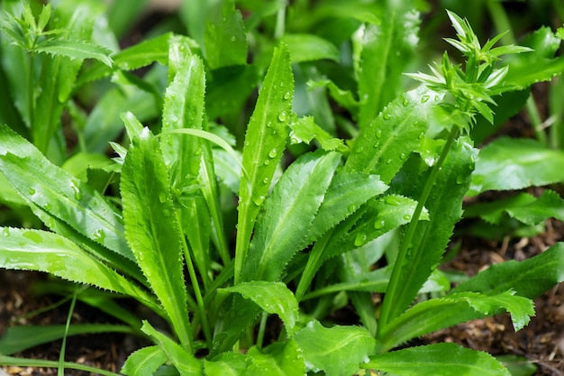 African Malli Coriander: Live Eryngium Foetidum Medicinal Plant for Your Garden
