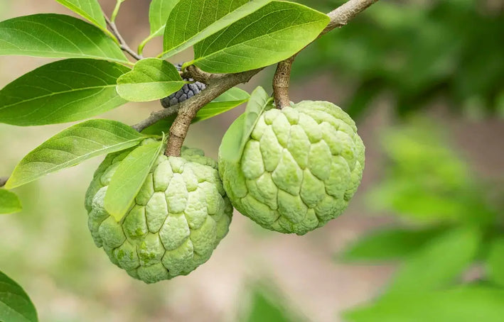 Custard apple plant-  Medicinal Plant Live Plants