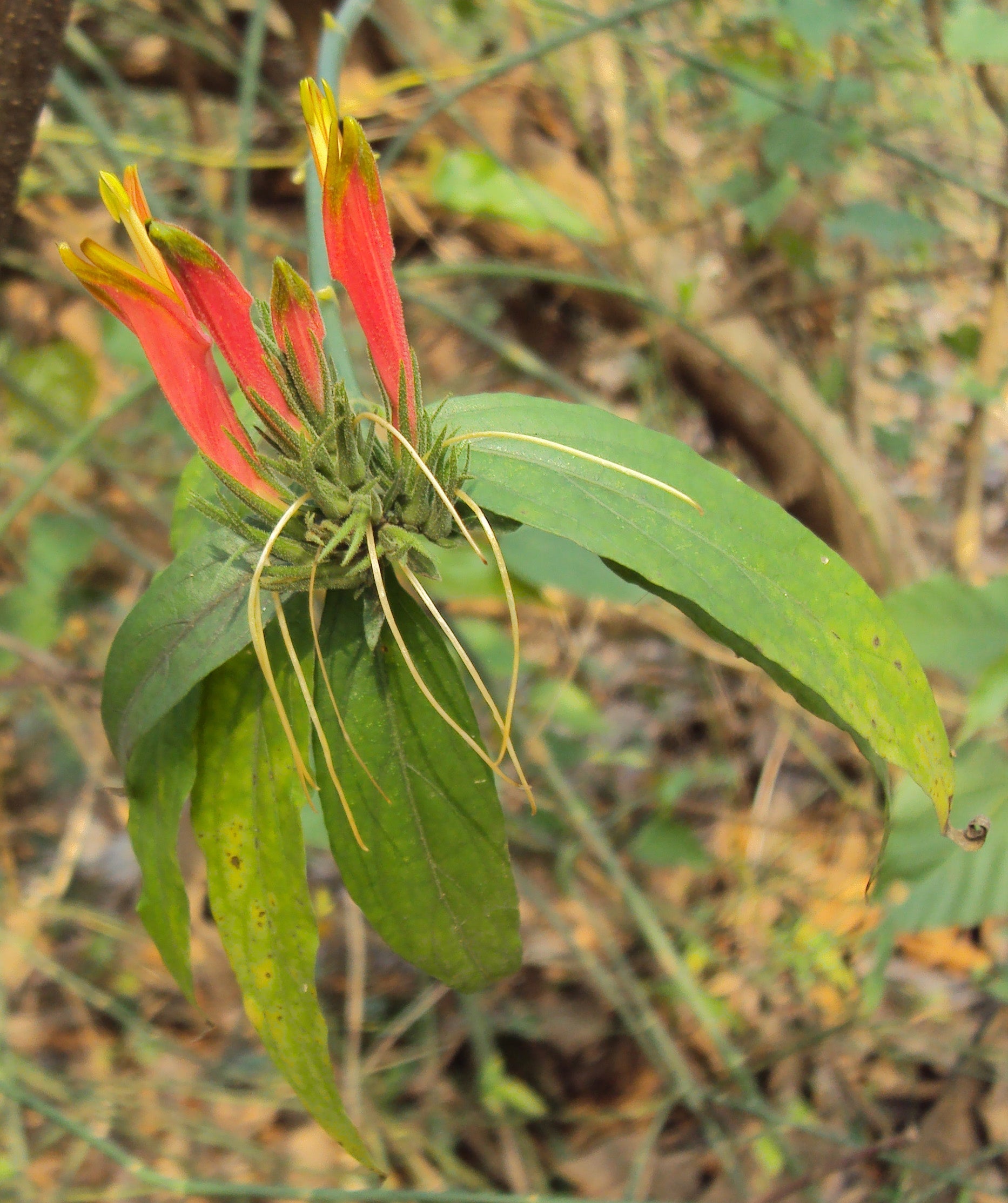 Vishapacha (Clinacanthus Nutans) Medicinal Plant: Healthy Live Plant in Polybag