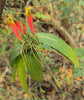 Vishapacha (Clinacanthus Nutans) Medicinal Plant: Healthy Live Plant in Polybag