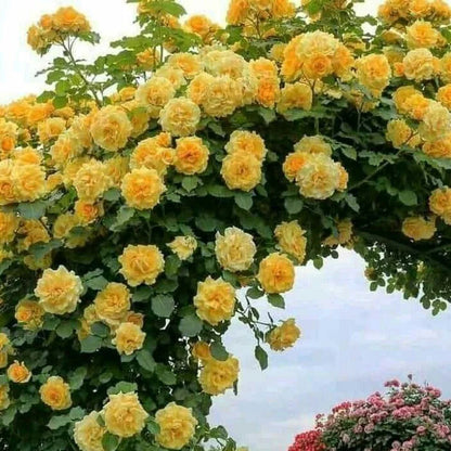Exotic Hybrid Climbing Rose Flower Seeds – Pack of 20  - Good as gold - Rose Seeds