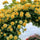 Exotic Hybrid Climbing Rose Flower Seeds – Pack of 20  - Good as gold - Rose Seeds