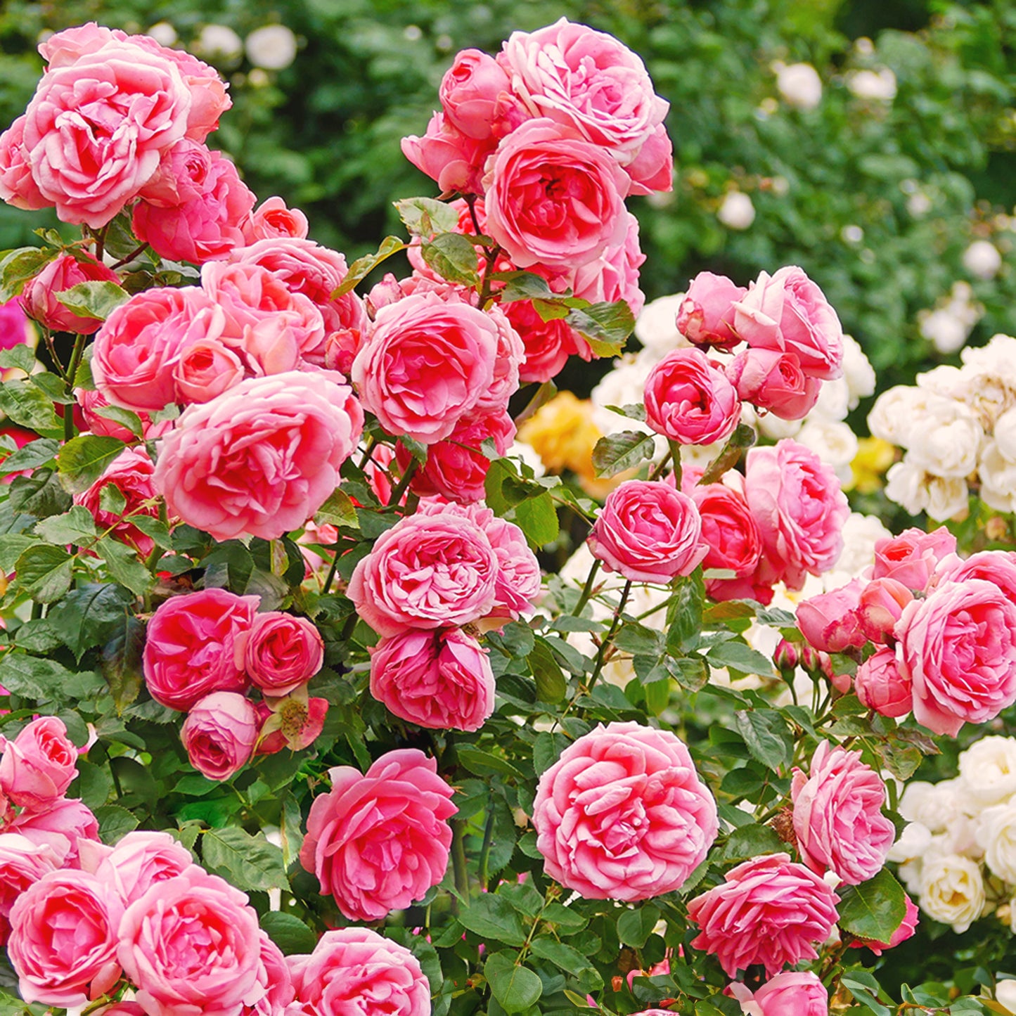 "Exotic Hybrid Climbing Rose Flower Seeds 20   - Tournament - Rose Seeds