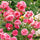 "Exotic Hybrid Climbing Rose Flower Seeds 20   - Tournament - Rose Seeds