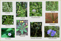 Dashapushpam - set of 10 plants -Medicinal Plant