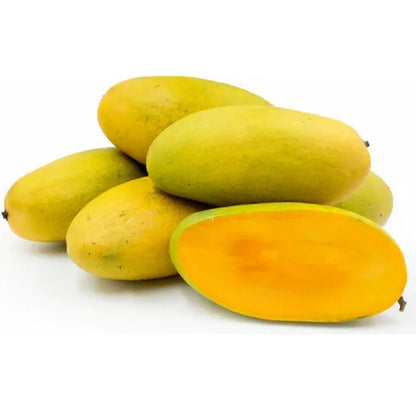 Mango Plant (Dasheri) Live Mango 1 Plant (Mangifera indica) – Grafted Variety  -Fruit Plants