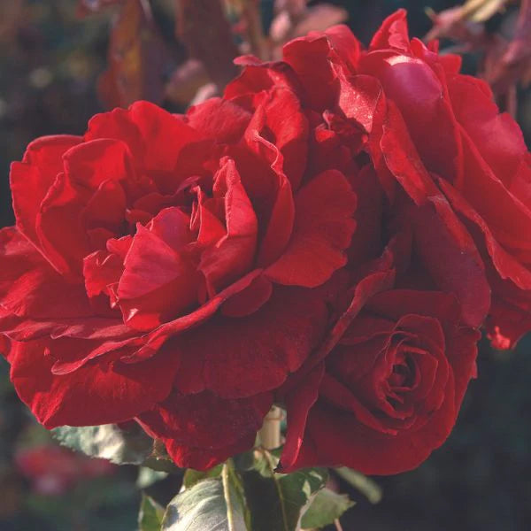 Exotic Hybrid Climbing Rose Flower 20 Seeds   - Clg Don don - Rose Seeds