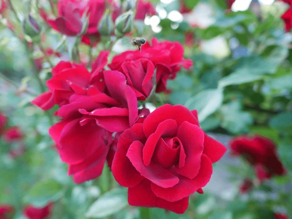 Exotic Hybrid Climbing Rose Flower 20 Seeds   - Clg Don don - Rose Seeds