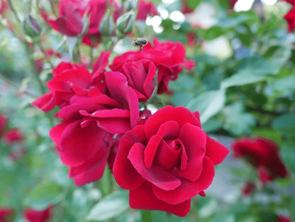 Exotic Hybrid Climbing Rose Flower 20 Seeds   - Clg Don don - Rose Seeds