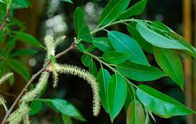 Salix tetrasperma -Medicinal Plant