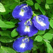 Clitoria Ternatea-Medicinal Plant